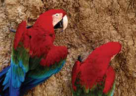 Parrots Parrots